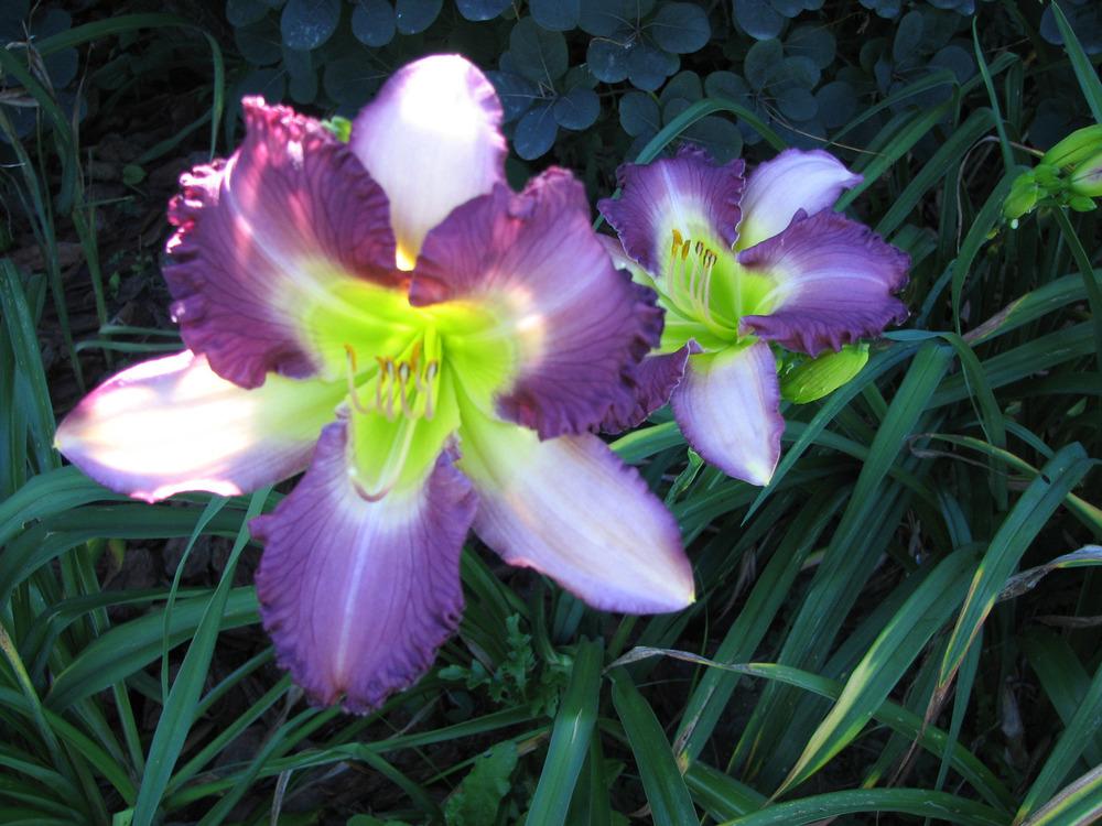 Photo of Daylily (Hemerocallis 'Dream Sequence') uploaded by mlt