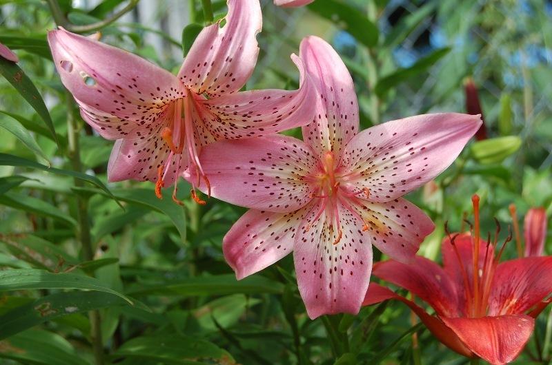 Photo of Lily (Lilium 'Iowa Rose') uploaded by pixie62560