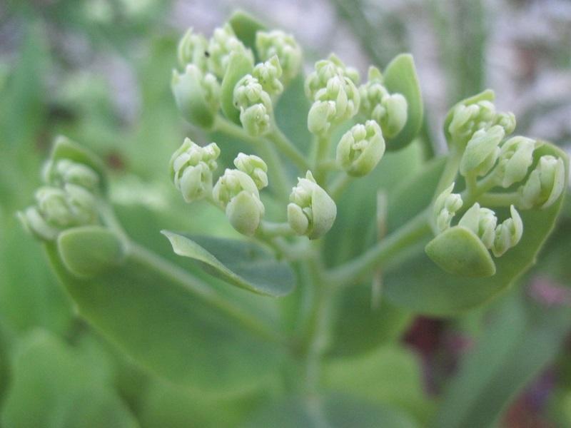 Photo of Stonecrop (Hylotelephium spectabile 'Brilliant') uploaded by robertduval14
