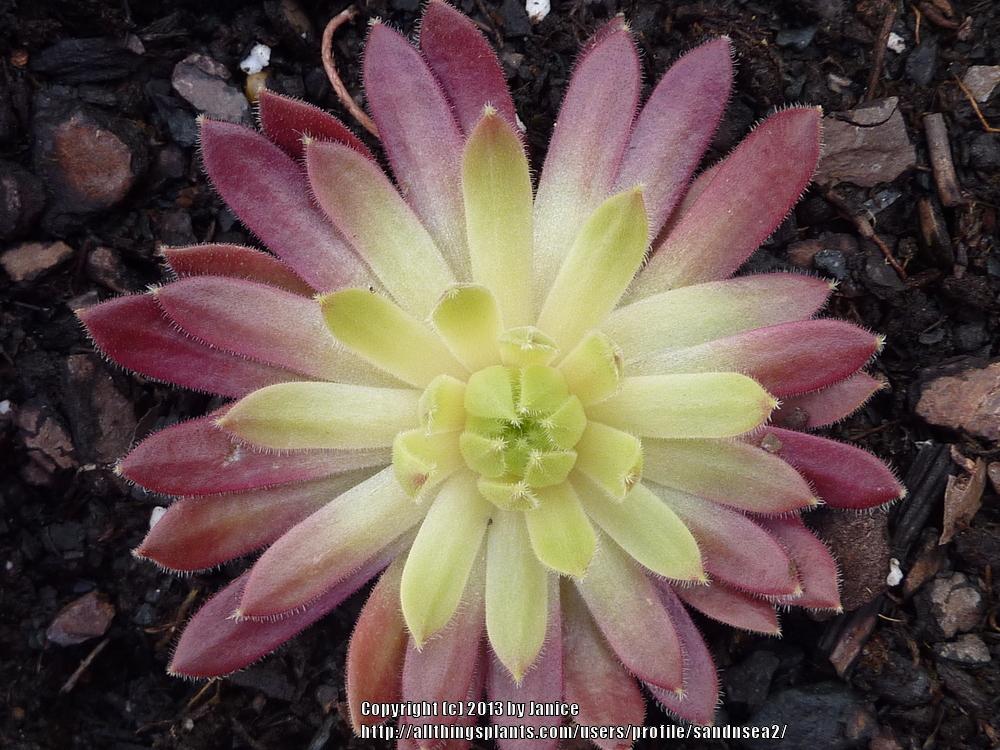 Photo of Hen and Chicks (Sempervivum 'Terracotta Baby') uploaded by sandnsea2