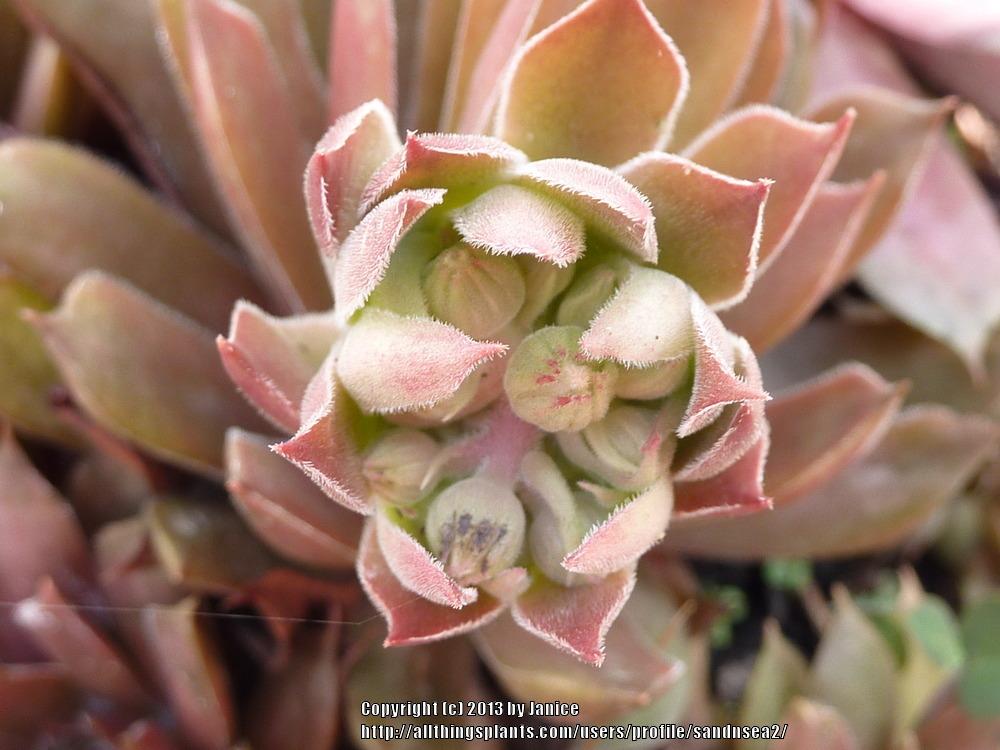 Photo of Hen and Chicks (Sempervivum 'Pacific Shadows') uploaded by sandnsea2