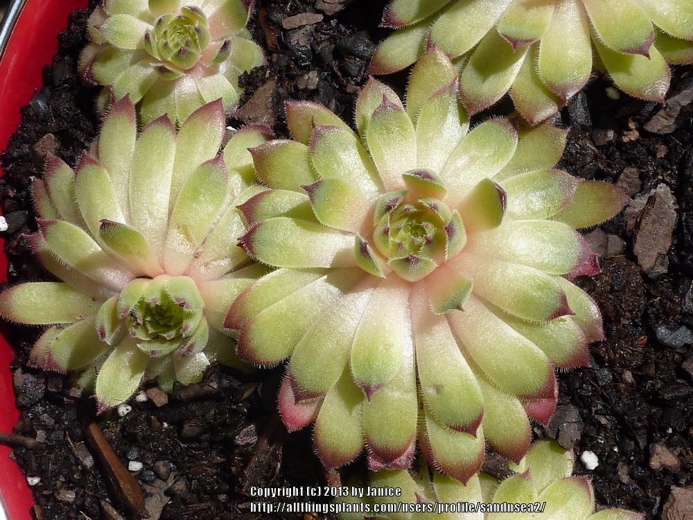 Photo of Hen and Chicks (Sempervivum 'Titania') uploaded by sandnsea2
