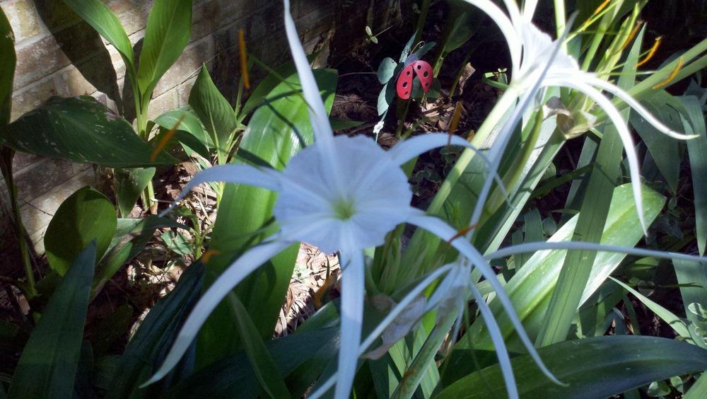 Photo of Spider Lily (Hymenocallis littoralis) uploaded by sarahbugw
