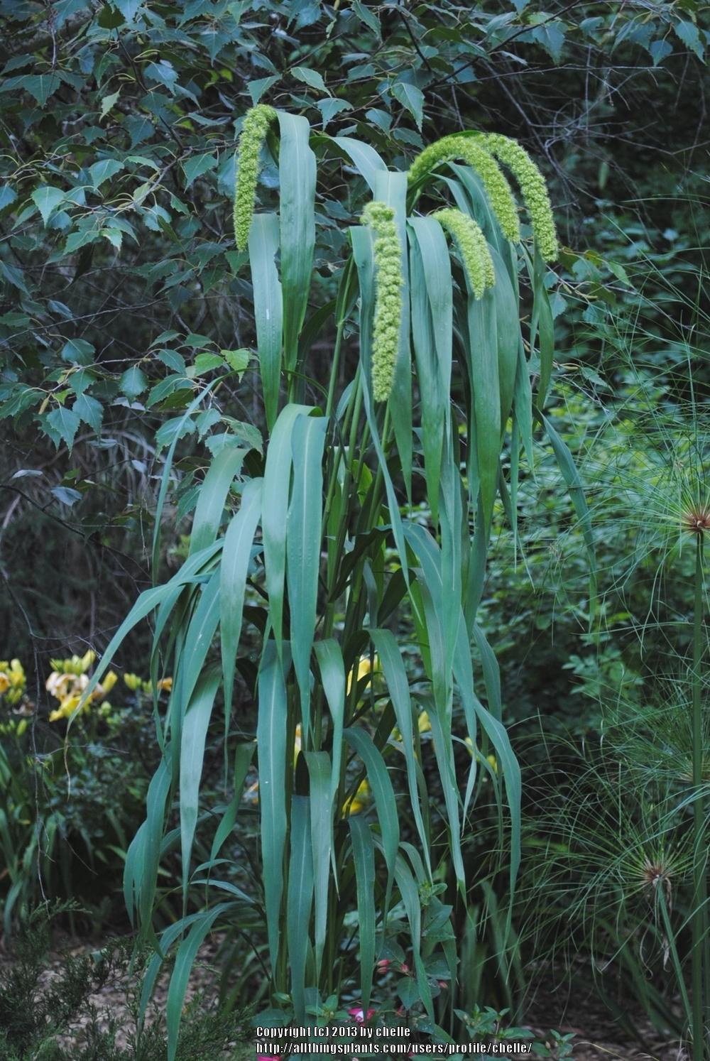 Photo of Foxtail Millet (Setaria italica 'Lime Light Spray') uploaded by chelle