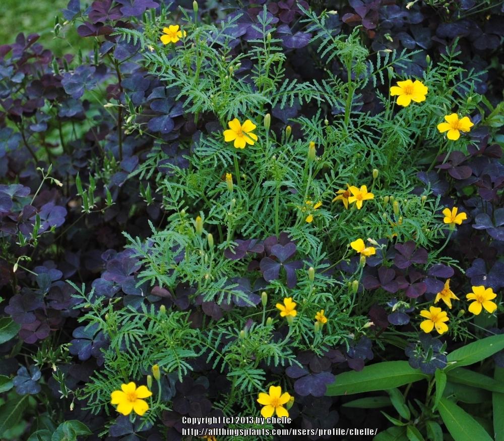 Photo of Signet Marigold (Tagetes tenuifolia 'Lulu') uploaded by chelle