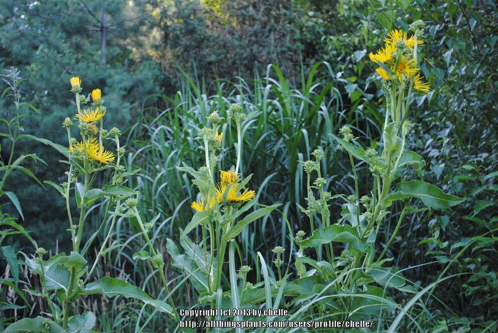 Photo of Elecampagne (Inula helenium) uploaded by chelle