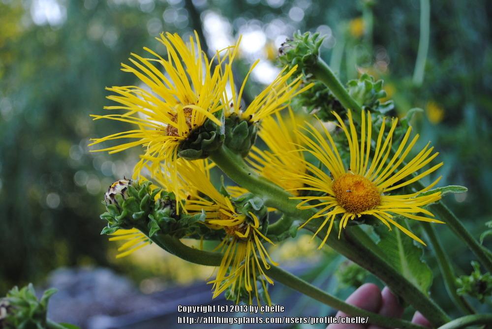 Photo of Elecampagne (Inula helenium) uploaded by chelle