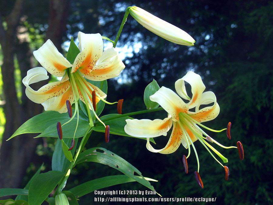 Photo of Lily (Lilium 'Lady Alice') uploaded by eclayne