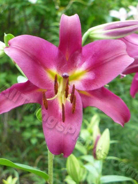 Photo of Lily (Lilium 'Mussasi') uploaded by magnolialover