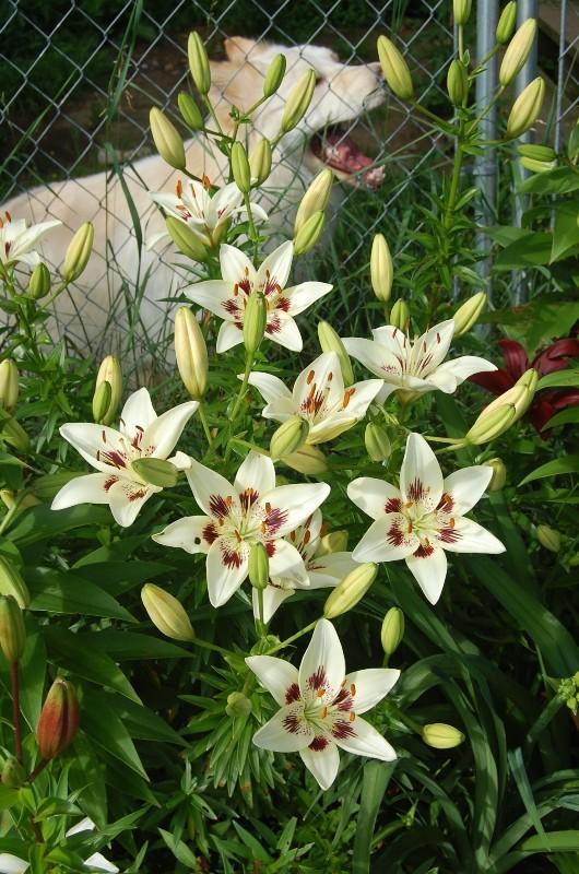 Photo of Lily (Lilium 'Centerfold') uploaded by pixie62560