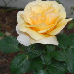 Location: Pacific Northwest 8a
Date: June 2013
Gift of Life is a stellar addition to a rose garden. Spectacular 
