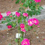 Candy Land in my rose garden