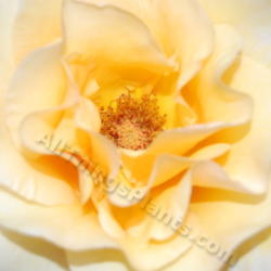 Location: Pacific Northwest 8a
Date: June 2013
Gift of Life is one of my favorite roses. Stunning long-lasting b