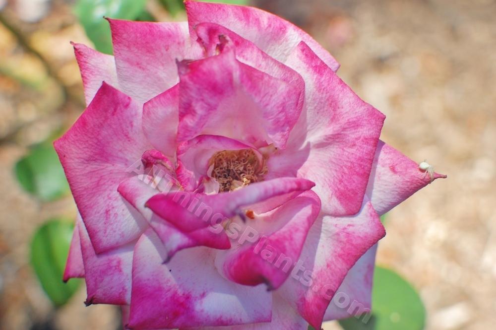 Photo of Rose (Rosa 'Paradise') uploaded by reem
