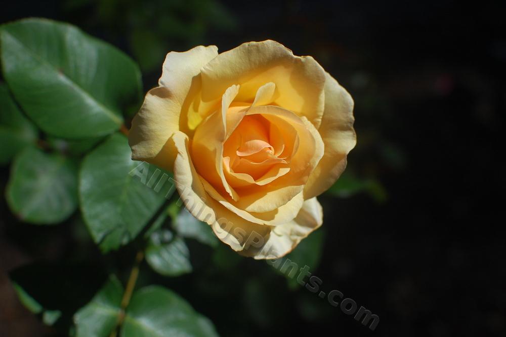 Photo of Rose (Rosa 'Gift of Life') uploaded by reem