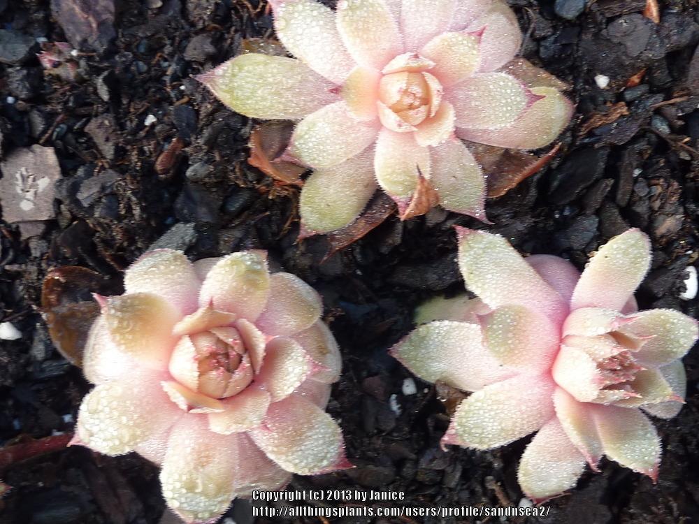 Photo of Hen and Chicks (Sempervivum 'Temby') uploaded by sandnsea2
