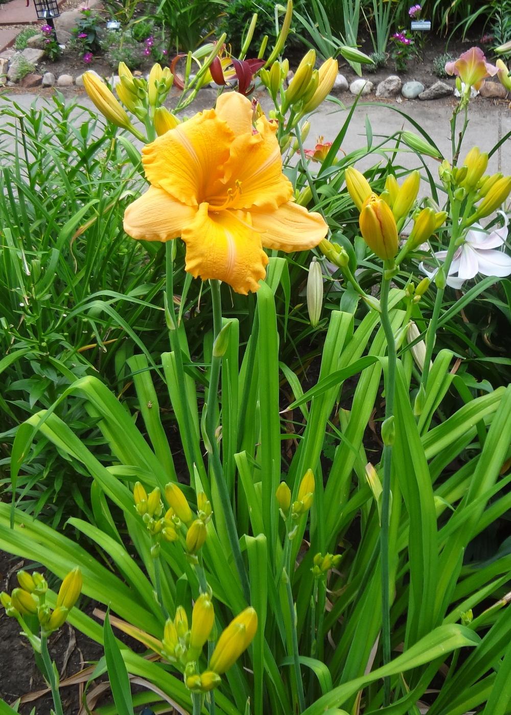 Photo of Daylily (Hemerocallis 'Orange Velvet') uploaded by stilldew