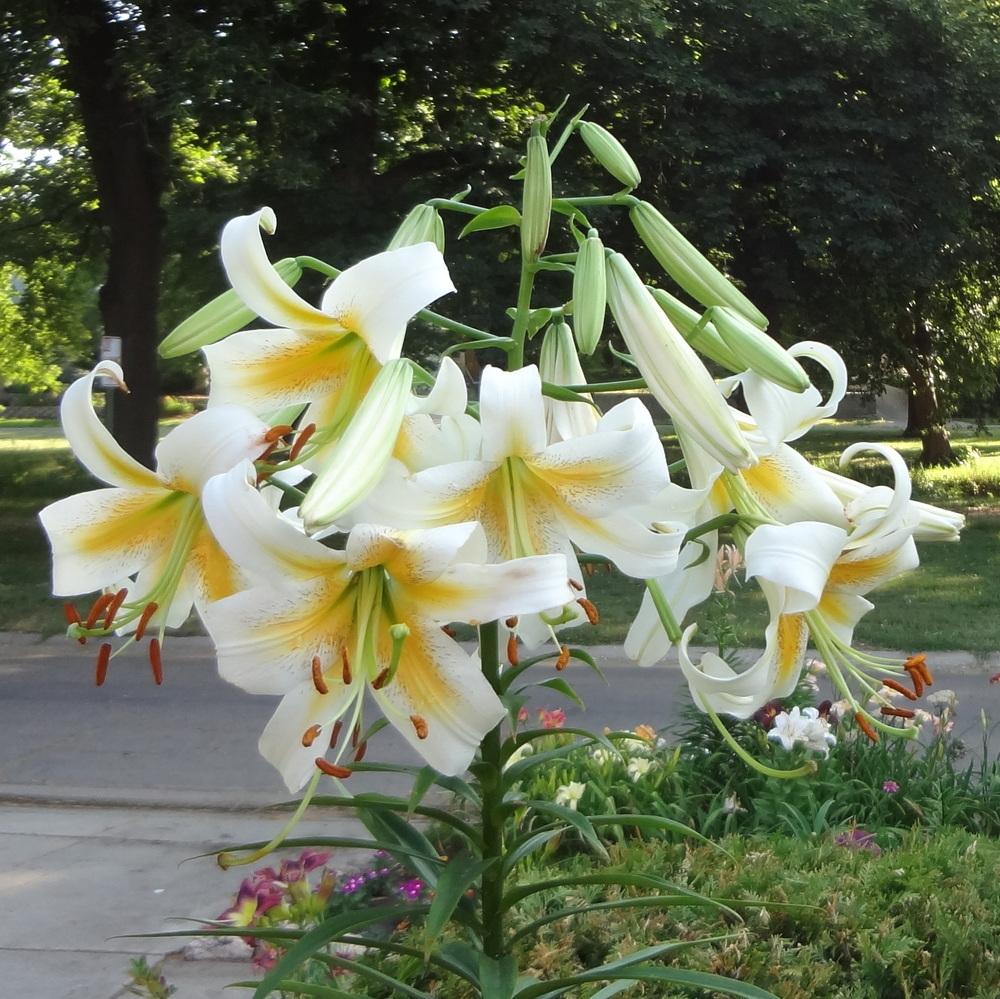 Photo of Lily (Lilium x kewense 'White Henryi') uploaded by stilldew