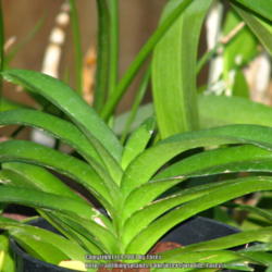Location: At our garden - San Joaquin County, CA
Date: 2013-07-15
New leaves forming at the tip of the plant - Vanda coerulea