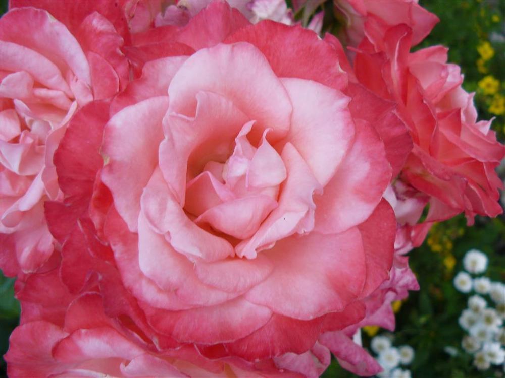 Photo of Rose (Rosa 'Gemini') uploaded by threegardeners