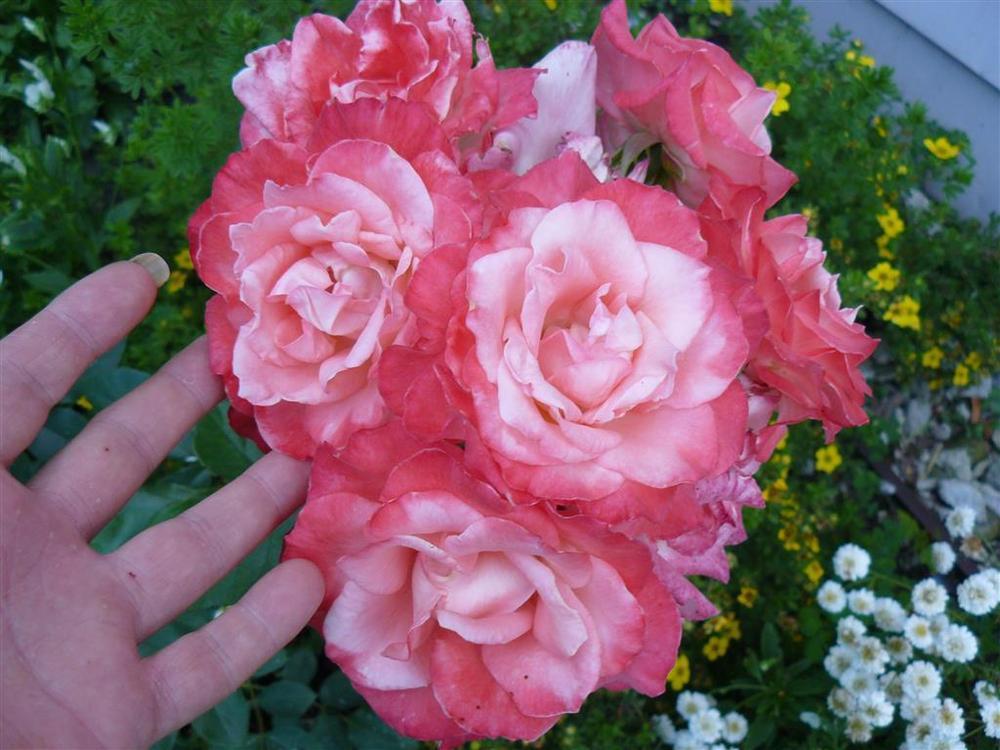 Photo of Rose (Rosa 'Gemini') uploaded by threegardeners
