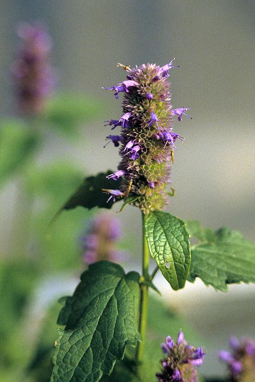 Photo of Anise Hyssop (Agastache foeniculum 'Licorice Blue') uploaded by vic