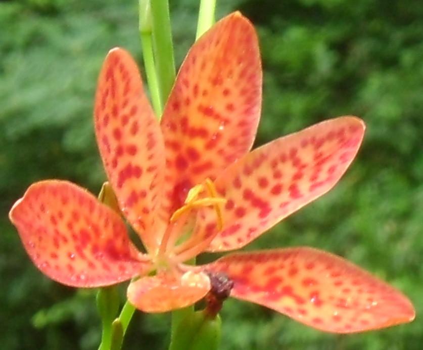 Photo of Species Iris (Iris domestica) uploaded by vic
