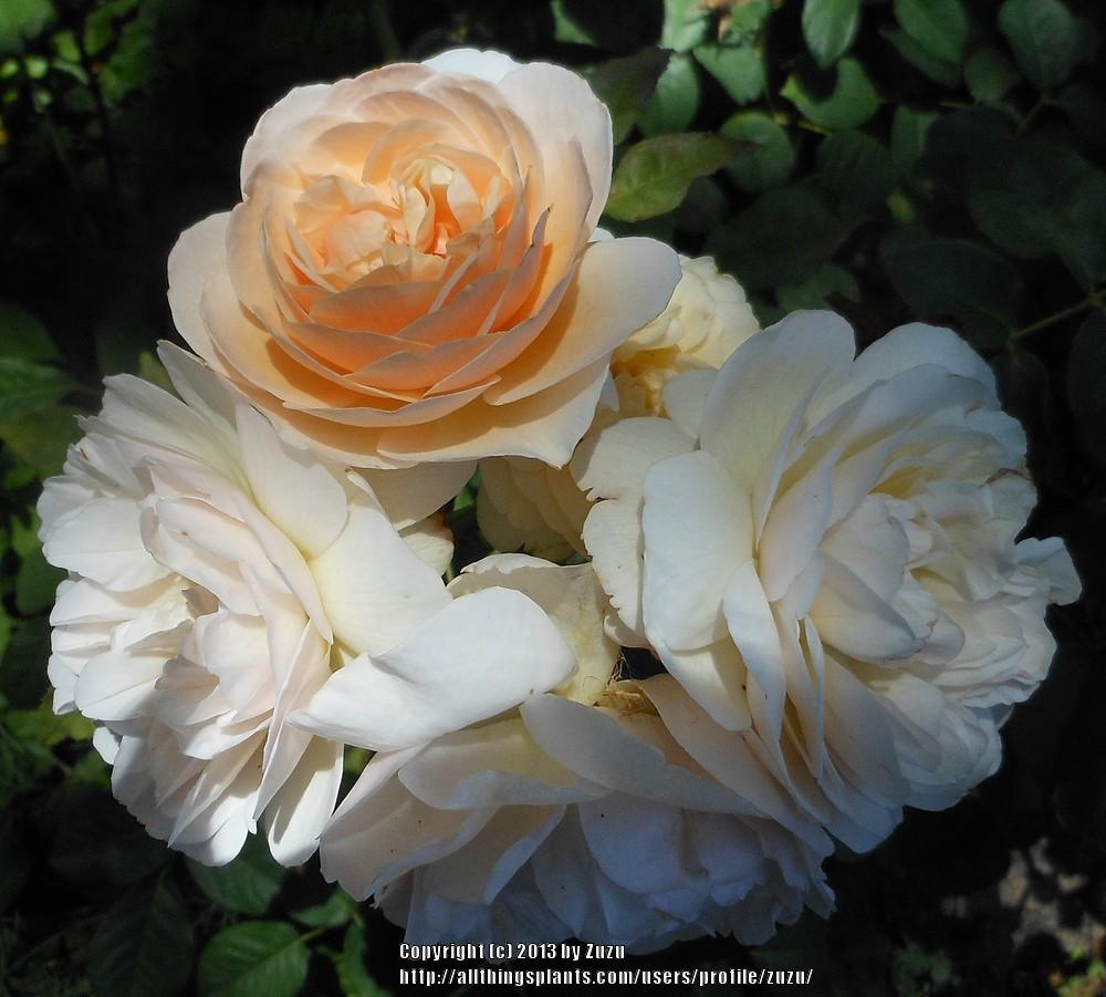 Photo of Rose (Rosa 'Sweet Juliet') uploaded by zuzu