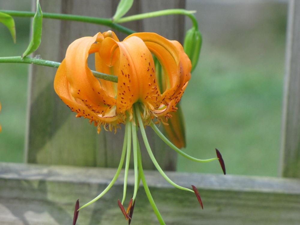 Photo of Henry's Lily (Lilium henryi) uploaded by Claudia