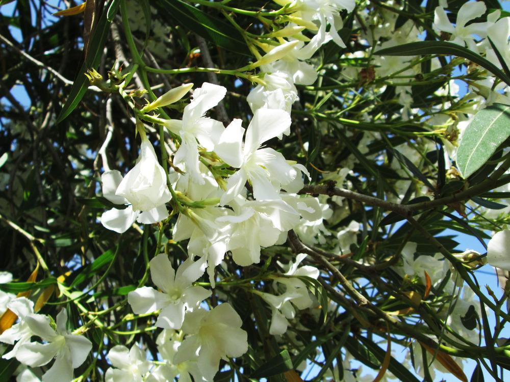 Photo of Oleanders (Nerium oleander) uploaded by PiaLouiseSourvi