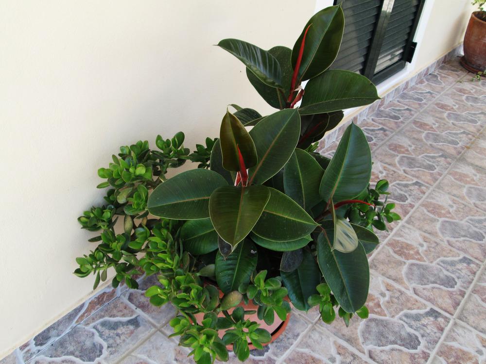 Photo of Rubber Plant (Ficus elastica) uploaded by PiaLouiseSourvi
