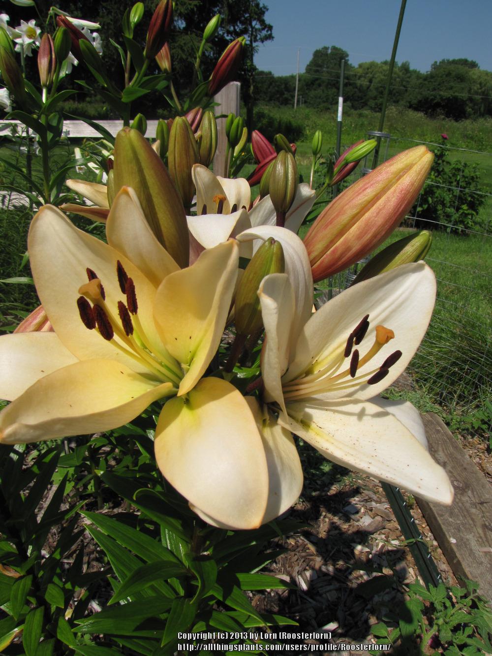 Photo of Lily (Lilium 'Champion Diamond') uploaded by Roosterlorn