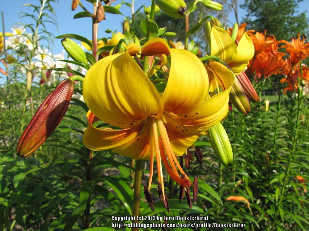 Photo of Lily (Lilium 'Chocolate Canary') uploaded by Roosterlorn