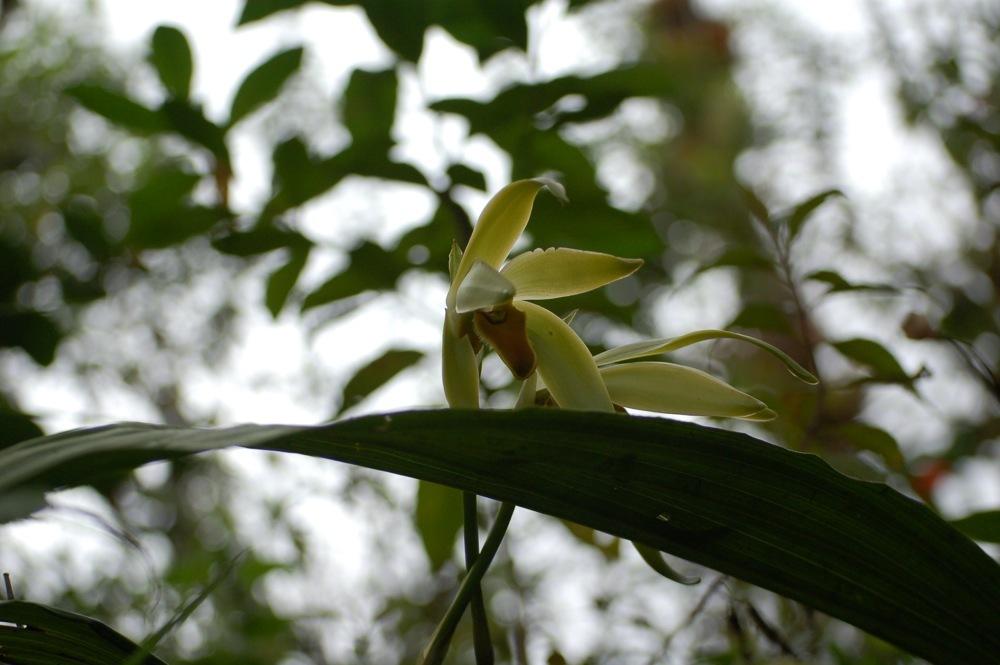 Photo of Orchid (Maxillaria longipetala) uploaded by Ursula