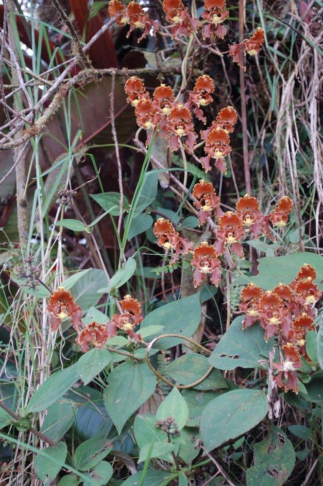 Photo of Orchid (Cyrtochilum serratum) uploaded by Ursula