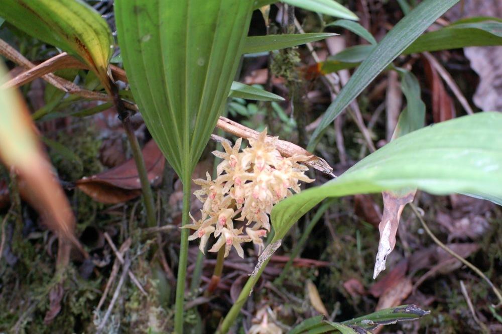 Photo of Orchid (Xylobium leontoglossum) uploaded by Ursula