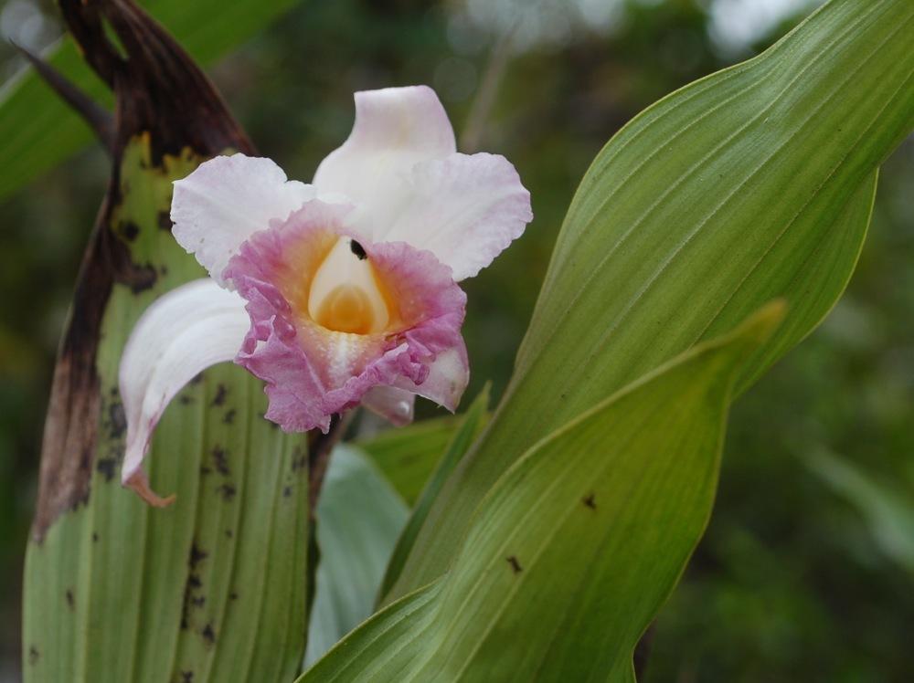 Photo of Orchid (Sobralia gentryi) uploaded by Ursula
