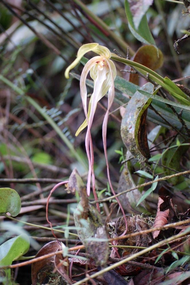 Photo of Orchid (Phragmipedium lindenii) uploaded by Ursula