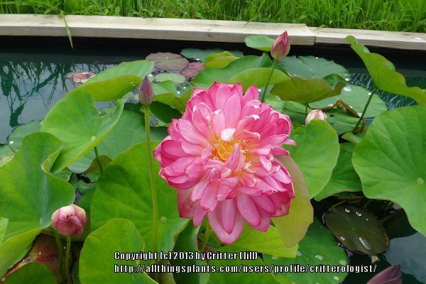 Photo of Sacred Lotus (Nelumbo 'Momo Botan') uploaded by critterologist