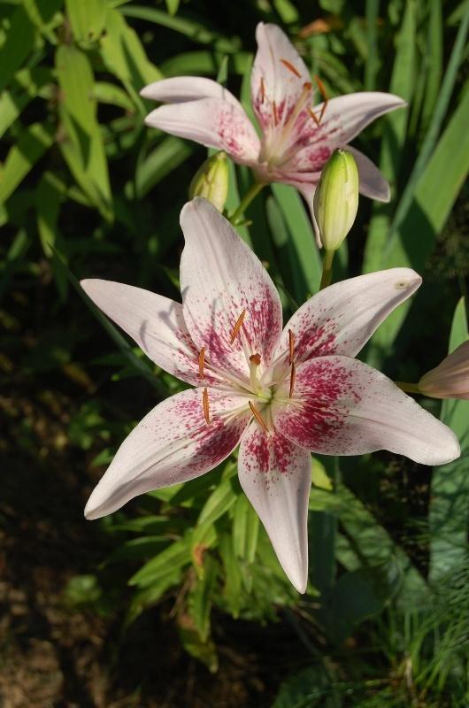 Photo of Lily (Lilium 'Dot Com') uploaded by pixie62560