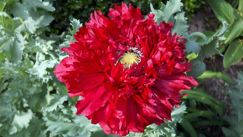 Photo of Opium Poppy (Papaver somniferum 'Double Red') uploaded by sarahbugw