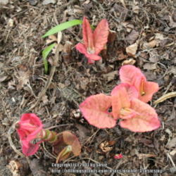 Location: My Garden
Date: 2013-05-27
The leaves are a bright red when they emerge.