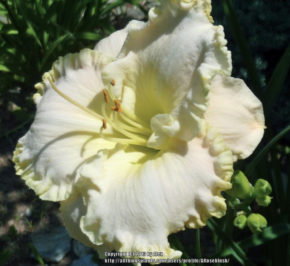 Photo of Daylily (Hemerocallis 'Arctic Lace') uploaded by ARoseblush