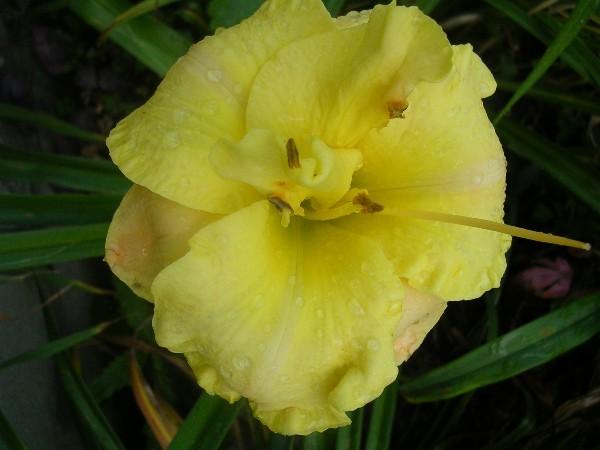 Photo of Daylily (Hemerocallis 'Puccini') uploaded by Hemlady