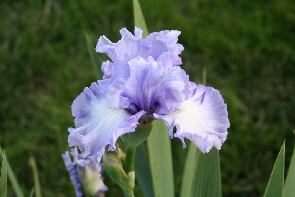 Photo of Tall Bearded Iris (Iris 'Uptown Lady') uploaded by KentPfeiffer
