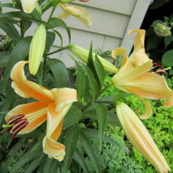 Location: SunZone 6a
Date: 2013-07-18
Bulbs planted this spring.This lily will be taller year #2