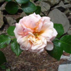 Location: Pacific Northwest 8a
Date: June 2013
A beautiful bloom of Dixieland Linda rose