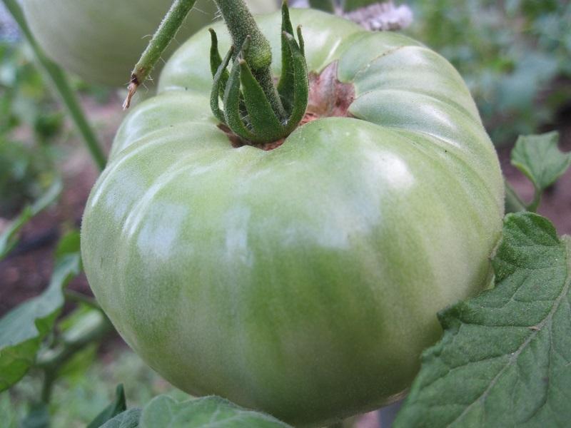 Photo of Tomato (Solanum lycopersicum 'Great White') uploaded by robertduval14