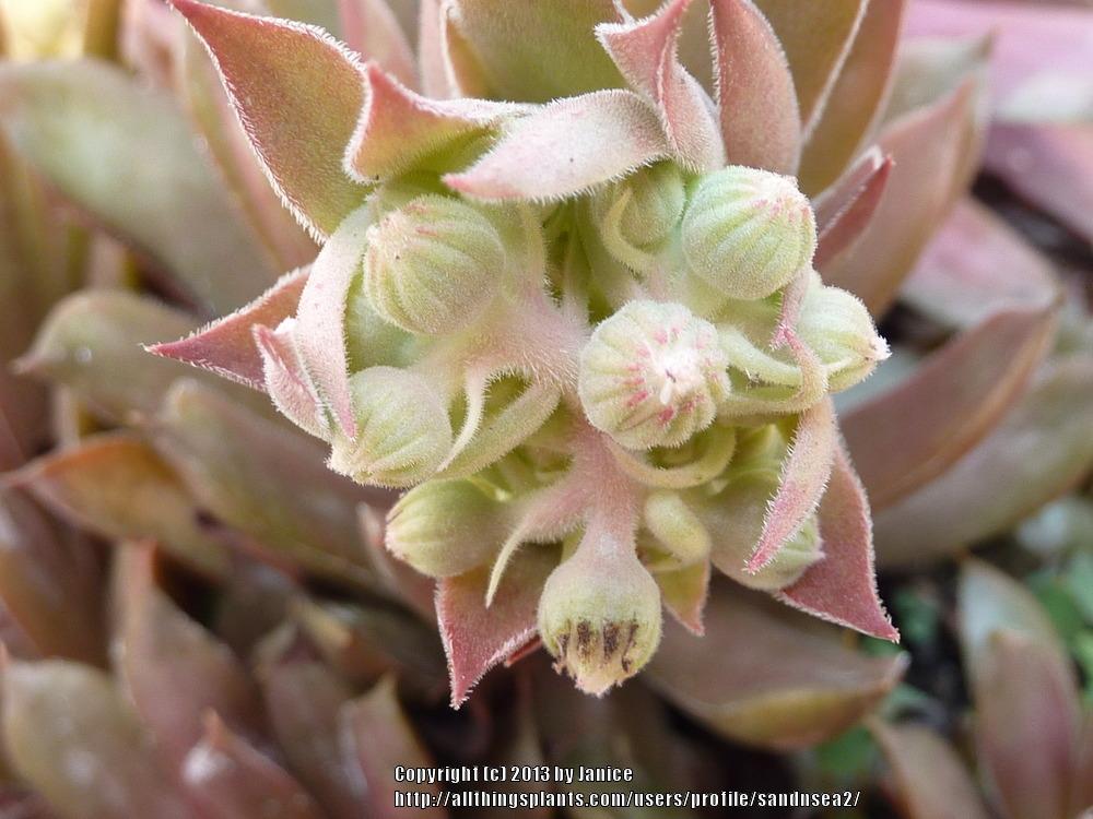 Photo of Hen and Chicks (Sempervivum 'Pacific Shadows') uploaded by sandnsea2