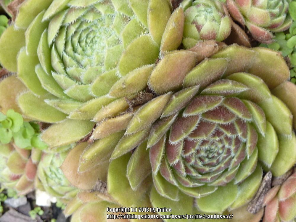 Photo of Hen and Chicks (Sempervivum 'Director Jacobs') uploaded by sandnsea2